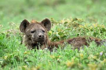 Hyena in african natural park with green background