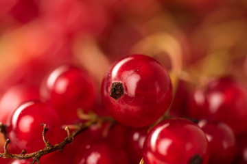 Red currant berries close up. Macro.