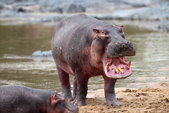 common hippopotamus in the water ( Hippopotamus amphibius )