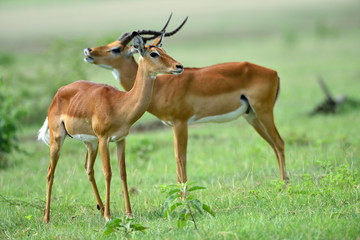 Naklejka na ściany i meble Impala (Aepyceros melampus) in African natural park