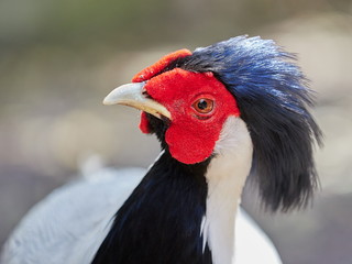 male silver pheasant portrait ( Lophura nycthemera )
