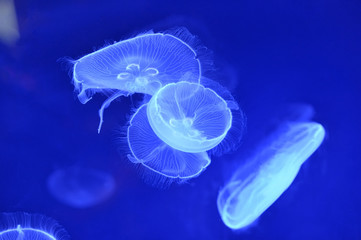 underwater image of moon jellyfishes in the depth