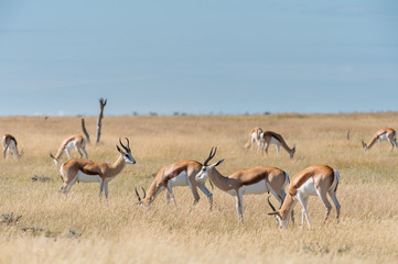 A group of Springboks