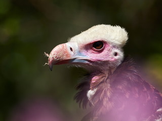 Portrait of Hooded Vulture (Necrosyrtes monachus)