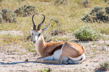 Springbok