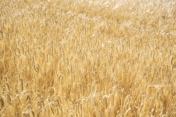 Yellow grain ready for harvest growing in a farm field, wheat background