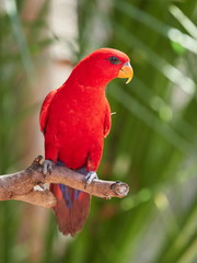 Red parrot sitting on branch