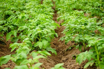 In the garden, potato grows. With proper care, the potato bushes will be strong and beautiful, and in consequence, the potato itself will be good. Farm in the village.
