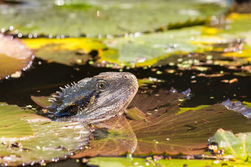 closeup of Australian water dragon swimming in pond