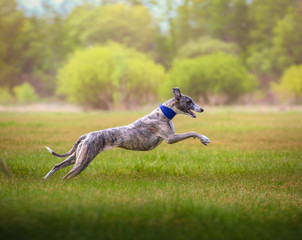 whippet dog runs on the grass on the field on trees background - obrazy, fototapety, plakaty