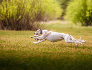Two whippet dogs run on the grass on the field on trees background