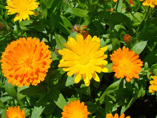 Calendula close up