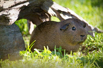 Meerschweinchen draußen