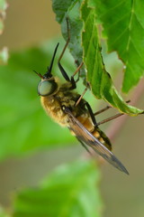 pale giant horse-fly outdoor (tabanus bovinus)