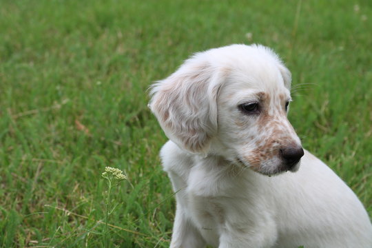 373 Best Cocker Spaniel Anglais Images Stock Photos Vectors Adobe Stock