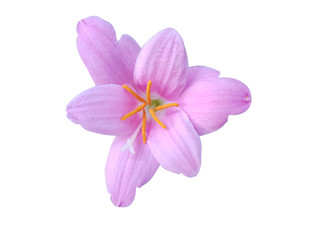 Beautiful purple pink Zephyranthes flower