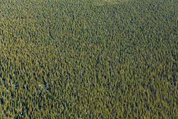 Very Hight View of Boreal Forest of Spruce Texture in Canada
