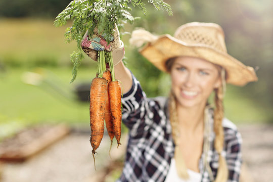 Adult Woman Picking Vegetables From Garden