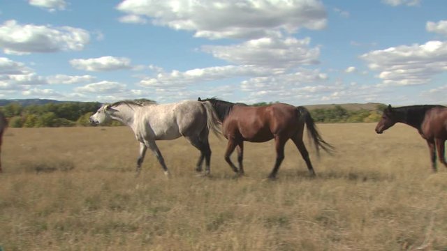 Horses In A Field
