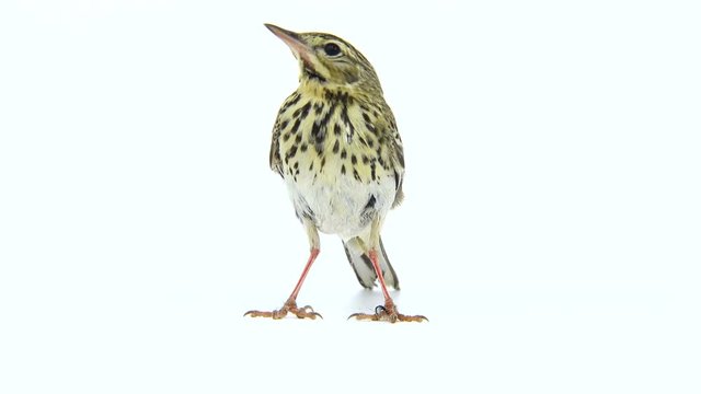 Tree Pipit (Anthus trivialis) isolated on a white background