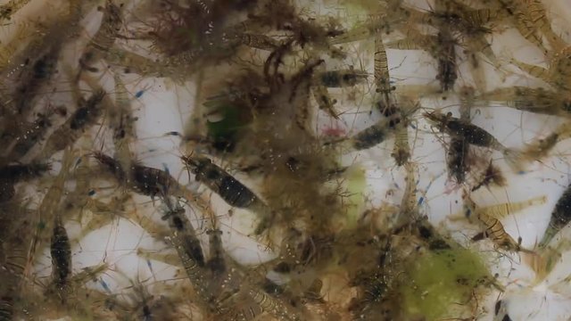 Shrimps (Palaemon elegance) close-up  from the Black Sea, Bulgaria