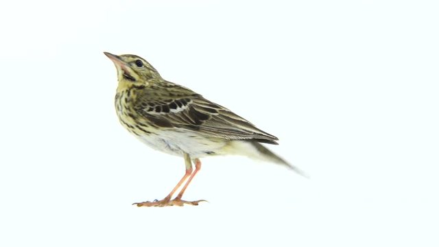 Tree Pipit (Anthus trivialis) isolated on a white background