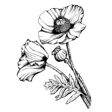 Fototapeta Graphic the branch poppies flowers with a bud (Papaver somniferum, the opium poppy). Black and white outline illustration hand drawn painting. Isolated on white background.
