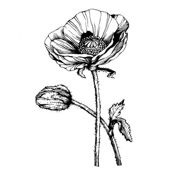 Graphic the branch poppies flowers with a bud (Papaver somniferum, the opium poppy). Black and white outline illustration hand drawn painting. Isolated on white background.