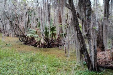 Louisiana bayou