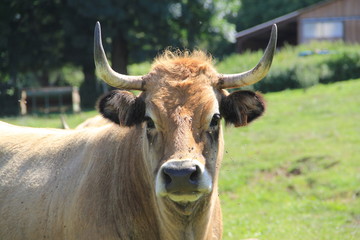 vache de race aubrac, Auvergne