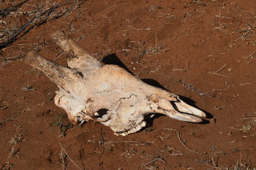 reste de girafe, parc Kruger