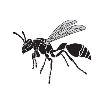 Vector of a wasp on a white background. Insect Animal