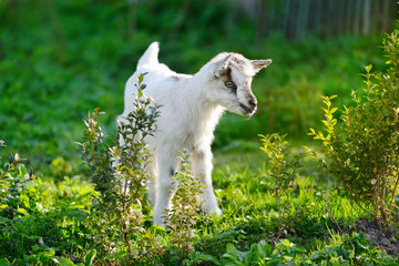 Fototapeta premium White baby goat standing on green lawn on a sunny day