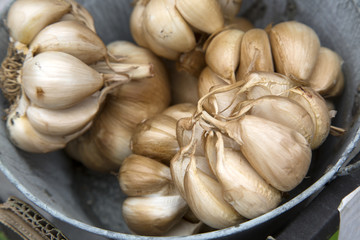 Fototapeta premium Brown Dried Garlic
