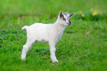 Naklejka na ściany i meble White baby goat standing on green lawn