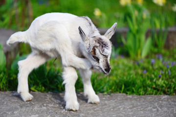 Fototapeta premium White baby goat standing on green lawn on a sunny day
