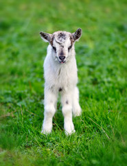White baby goat standing on green lawn