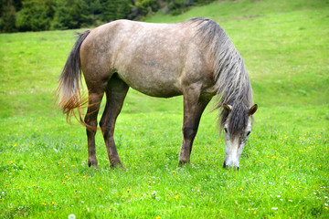 Grey horse grazing in summer pasture