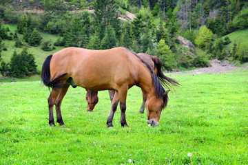 Fototapeta premium Horses is grazed on a summer green meadow