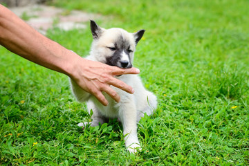 Fototapeta premium A beautiful Siberian Laika puppy playfully gnaws his hand