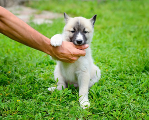 Naklejka na ściany i meble A beautiful Siberian Laika puppy playfully gnaws his hand