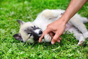 Obraz premium A beautiful Siberian Laika puppy playfully gnaws his hand
