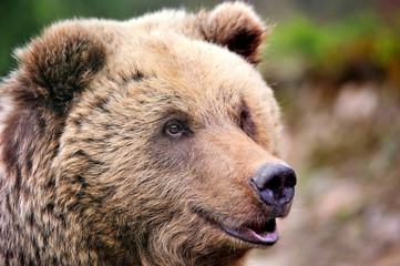 Fototapeta na wymiar Brown bear portrait. Big brown bear in forest.