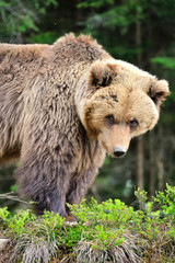 Fototapeta premium European brown bear in a forest landscape at summer. Big brown bear in forest.