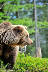 Fototapeta premium European brown bear in a forest landscape at summer. Big brown bear in forest.