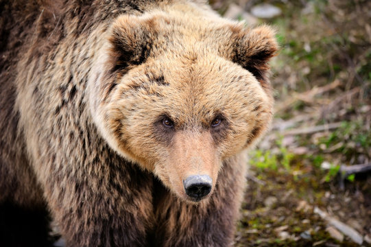 Brown bear portrait. Big brown bear in forest.