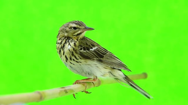 Tree Pipit (Anthus trivialis) isolated on a green background