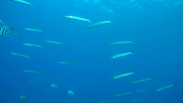 School of barracuda swims on a blue water background - Abu Dabbab, Marsa Alam, Red Sea, Egypt, Africa
