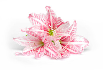 Fototapeta na wymiar amaryllis flower isolate on white background