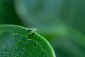 Ladybug